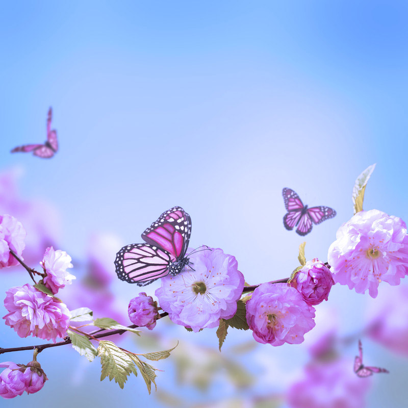 willows-support-group-butterflies