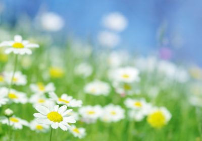willows-support-group-daisies